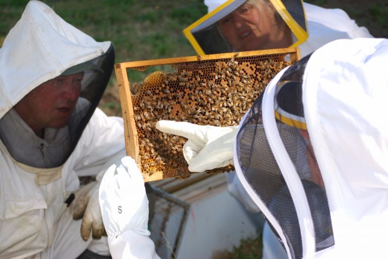 Beewise Beekeepers Beekeeping community and supplies